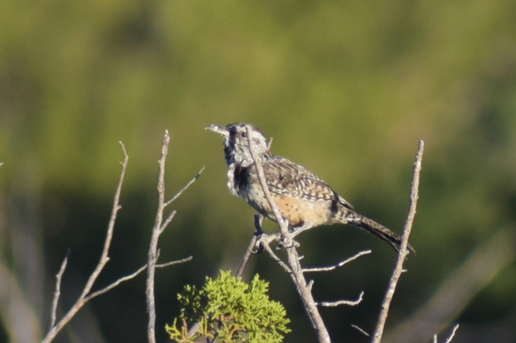 Cactus Wren - ML643733012