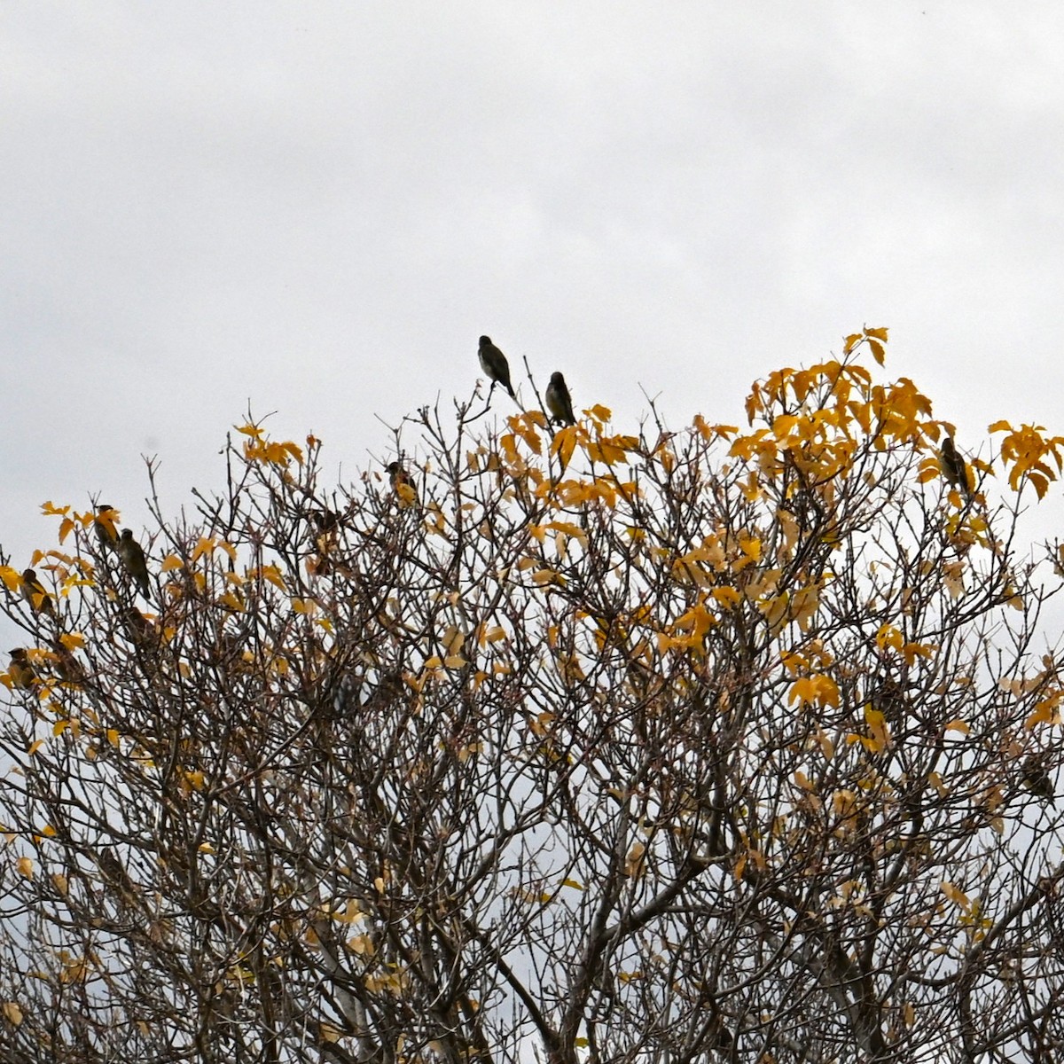 Cedar Waxwing - ML643733013