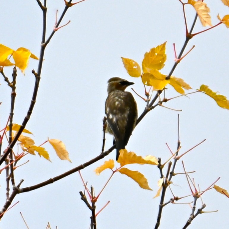 Cedar Waxwing - ML643733015
