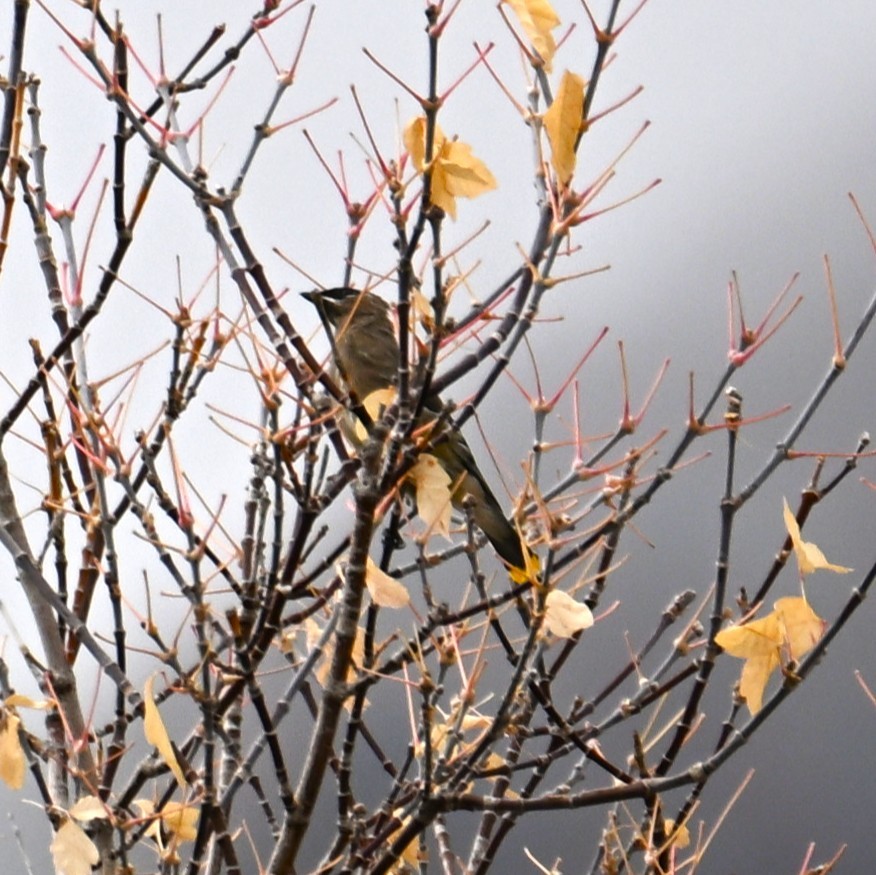 Cedar Waxwing - ML643733016