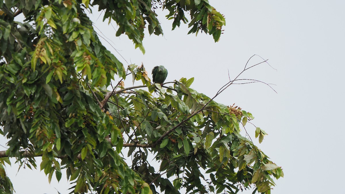 Black-naped Fruit-Dove - ML643733017