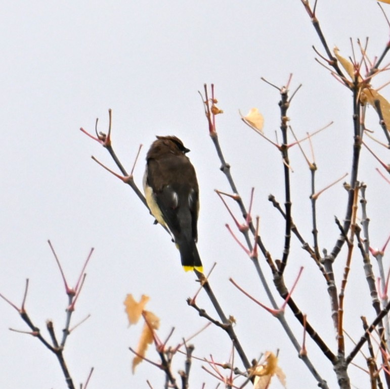Cedar Waxwing - ML643733020