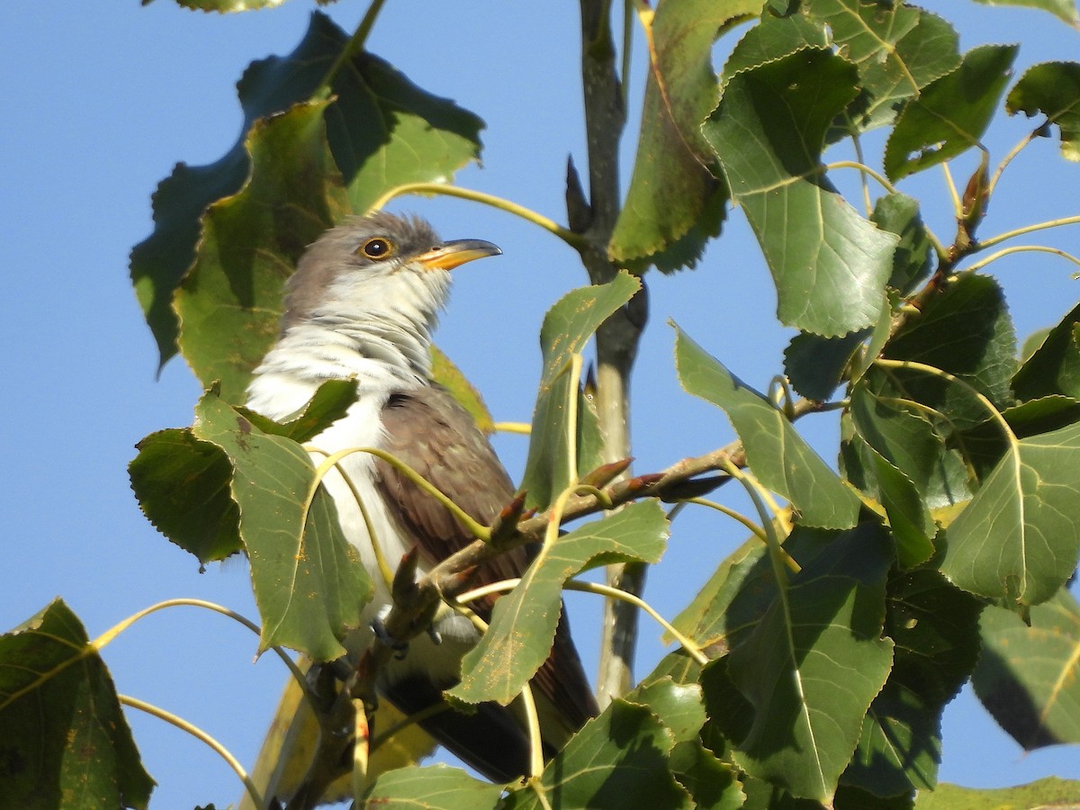 Yellow-billed Cuckoo - ML643733031