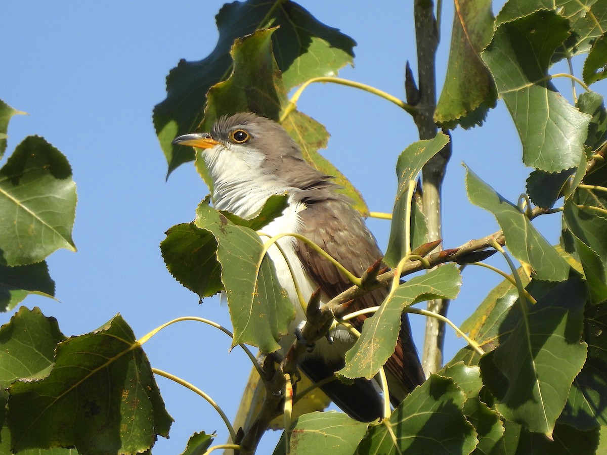 Yellow-billed Cuckoo - ML643733032