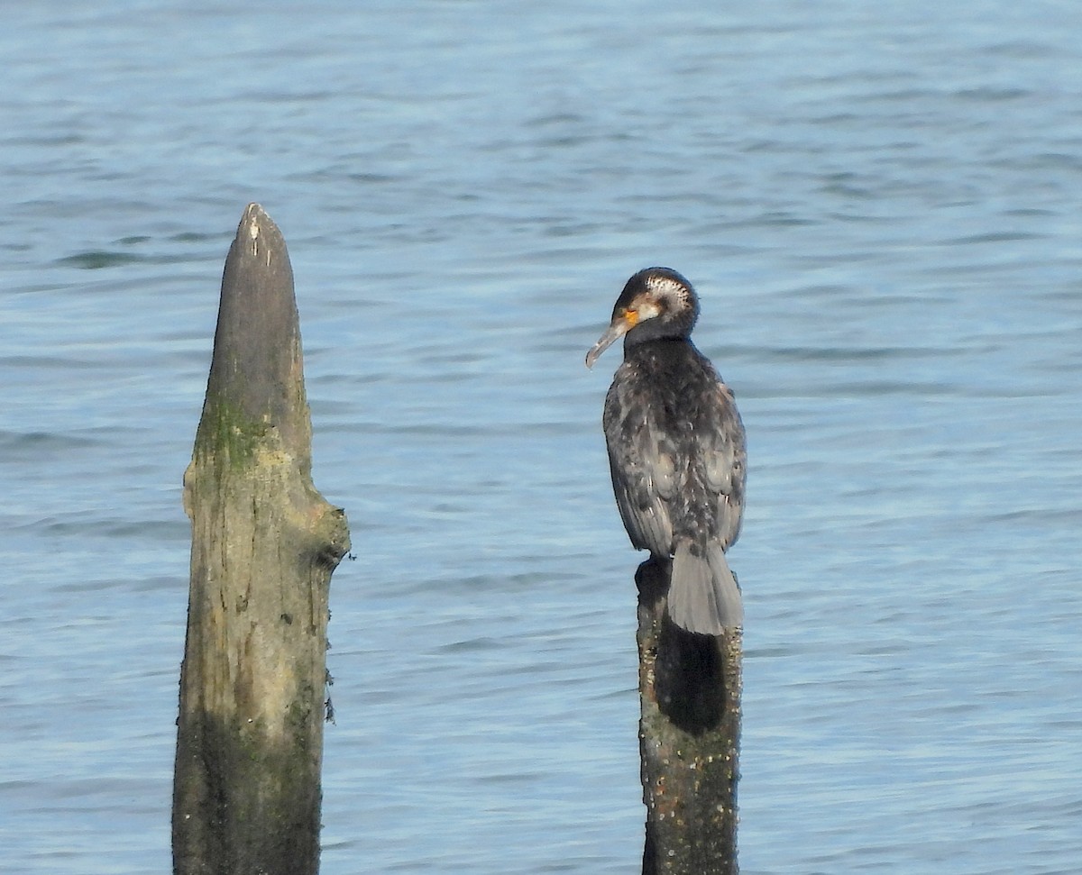 קורמורן גדול - ML643733044
