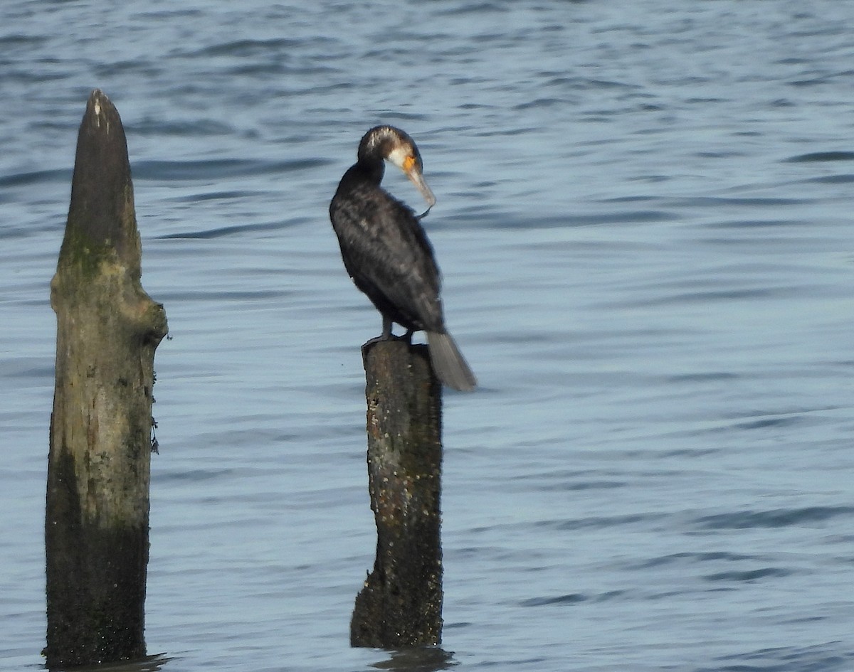 קורמורן גדול - ML643733047