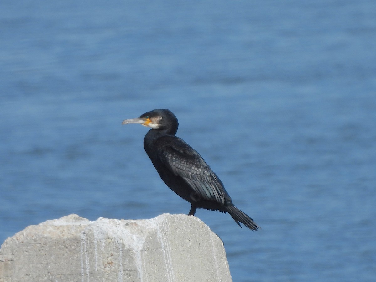 קורמורן גדול - ML643733048