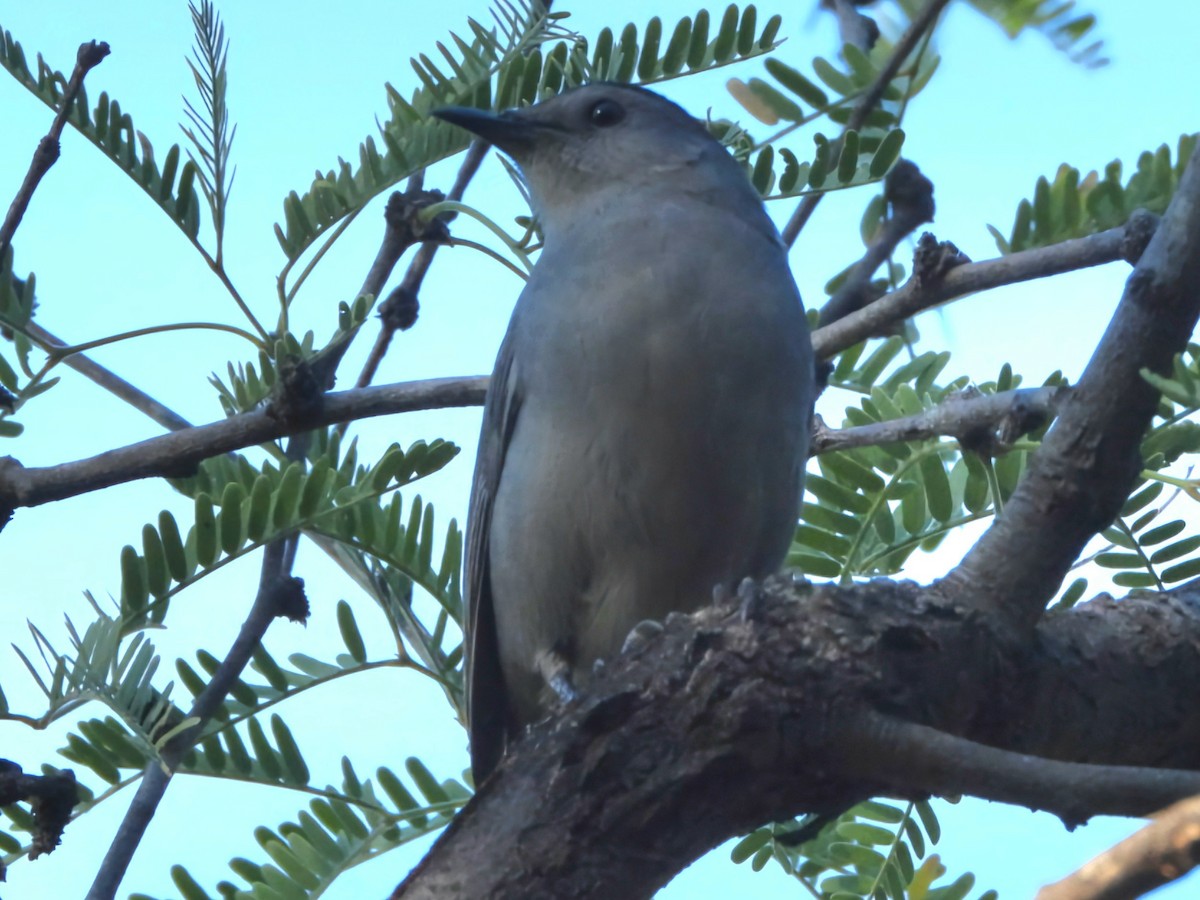 Gray Catbird - ML643733055