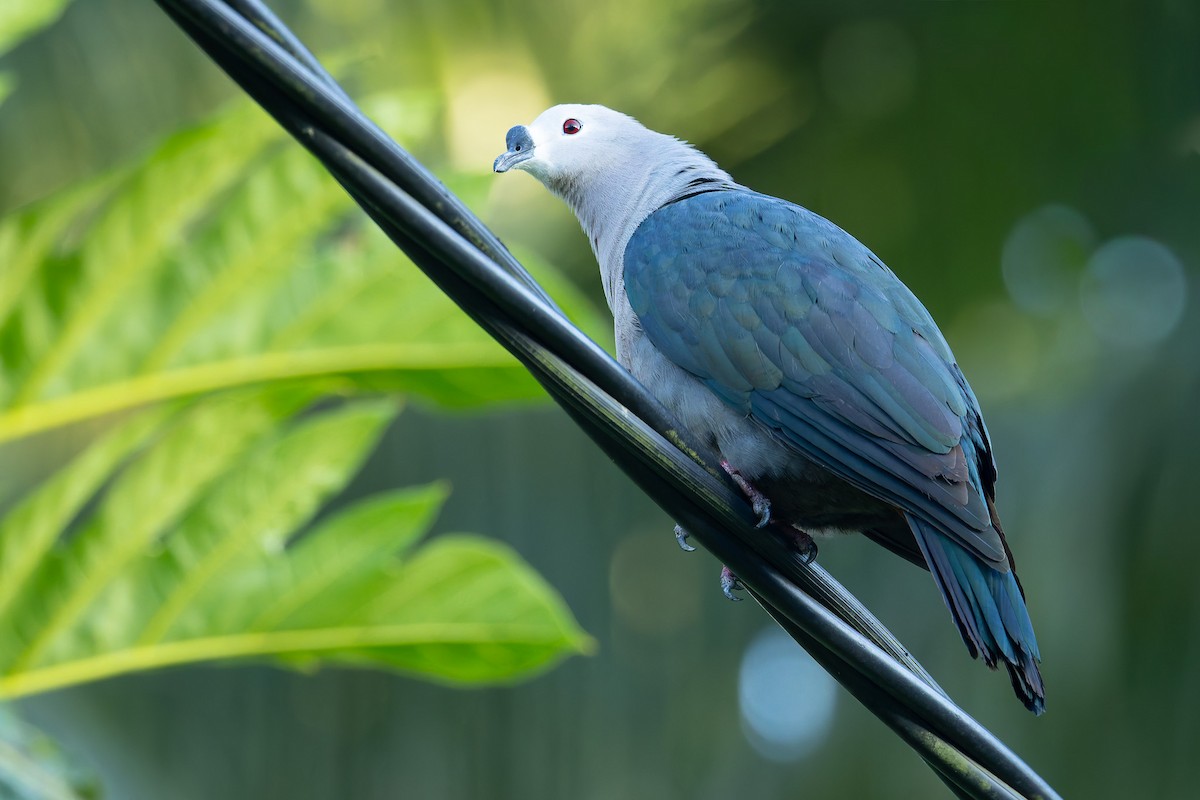 Pacific Imperial-Pigeon - ML643733074