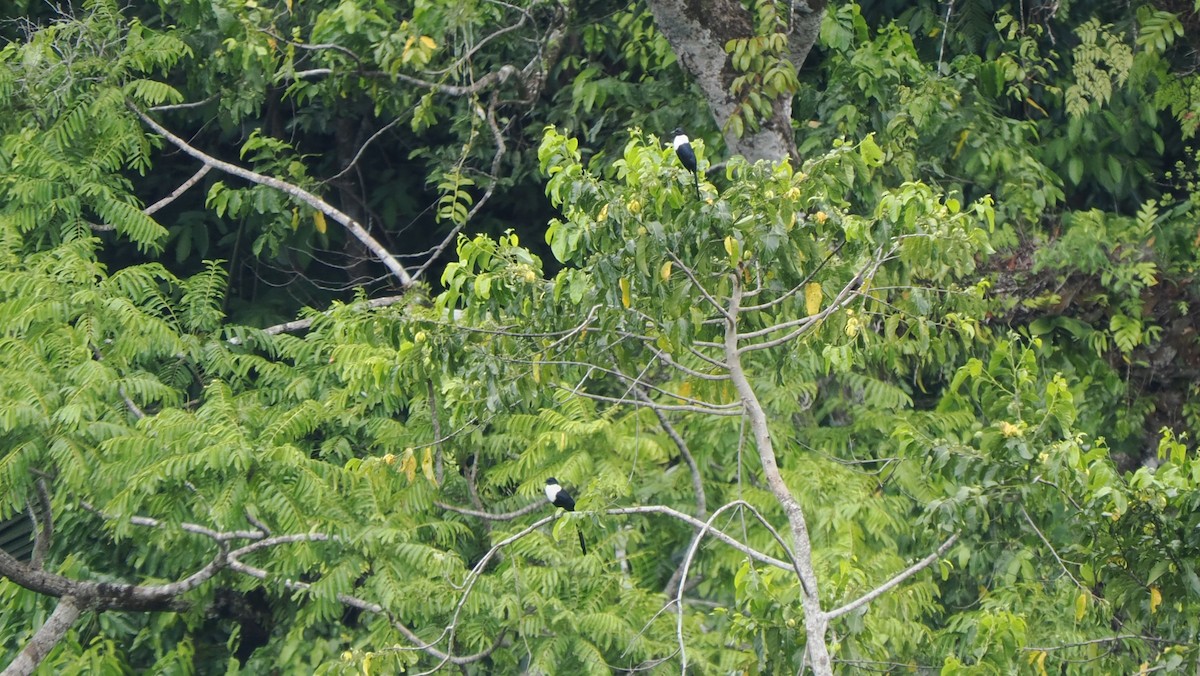 White-necked Myna (Northern) - ML643733100