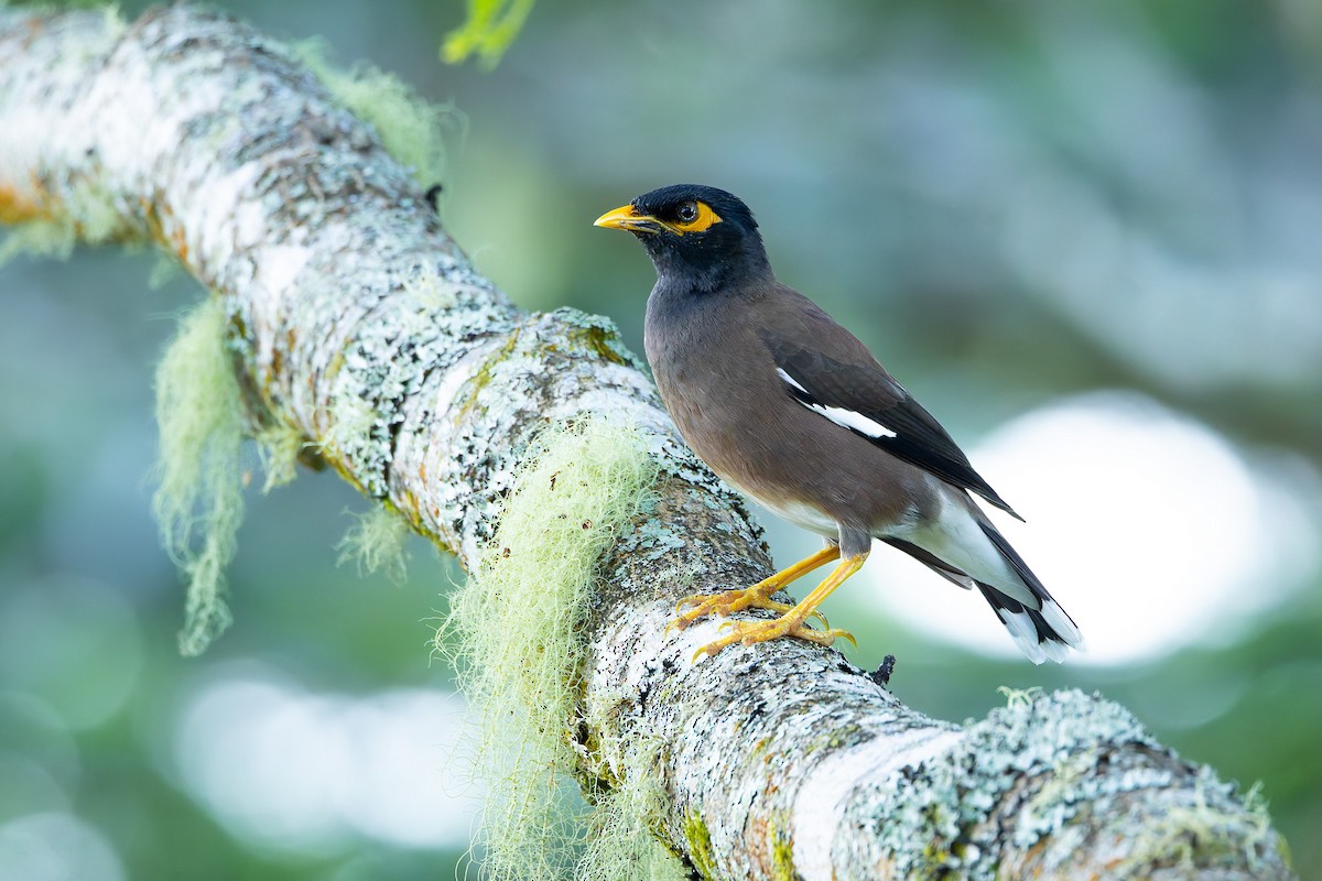 Common Myna - ML643733117