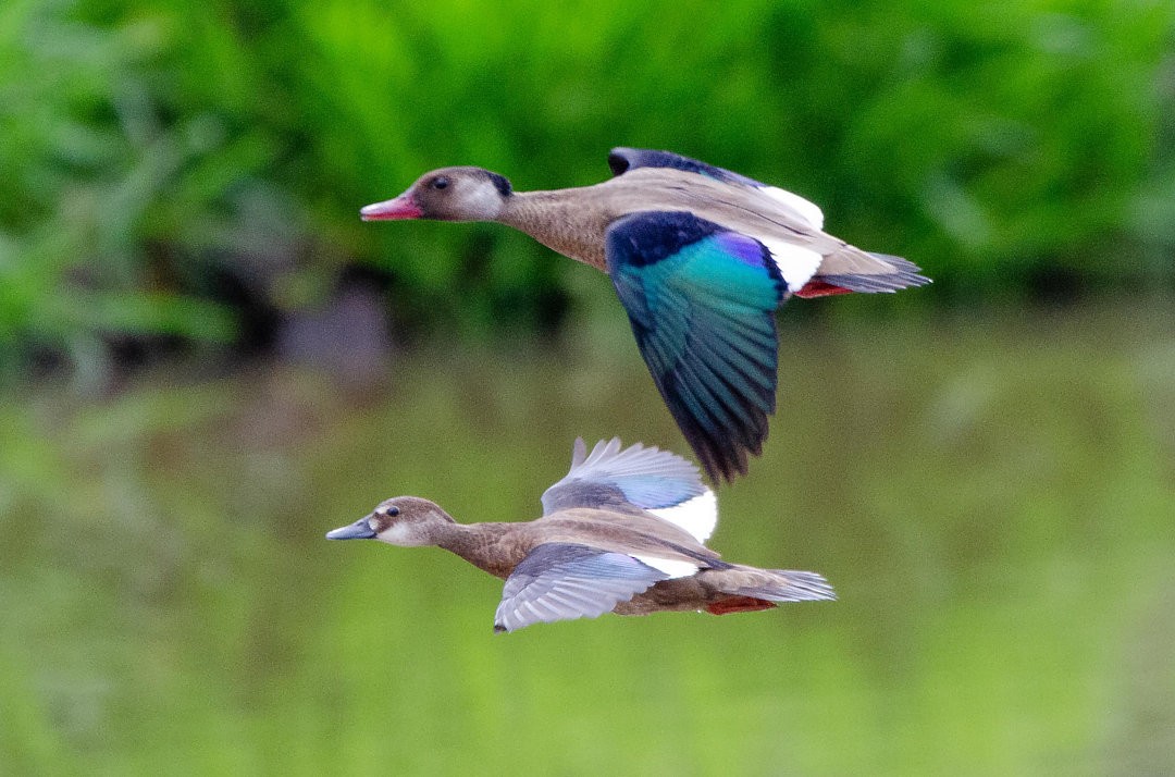 Brazilian Teal - ML643733121