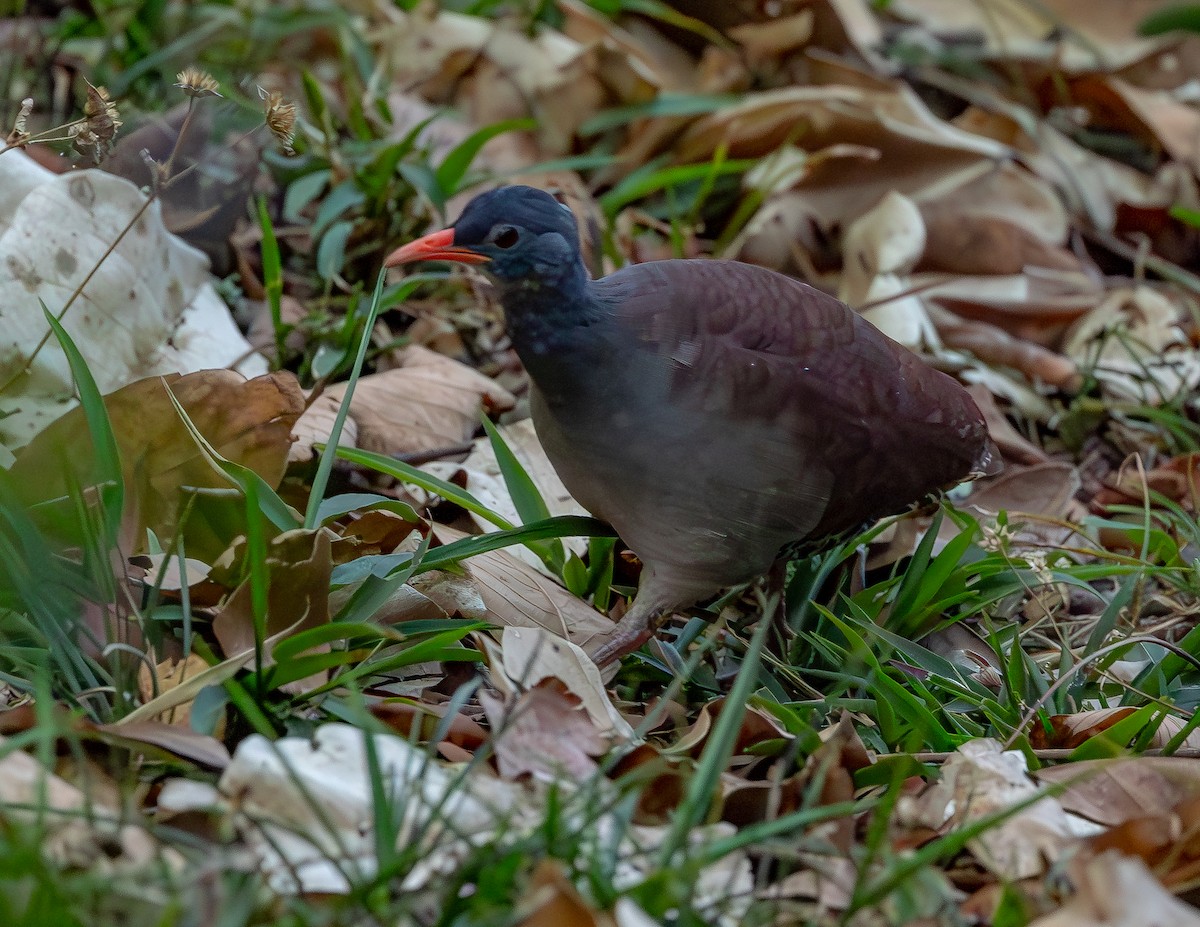 Tataupa Tinamou - ML643733134