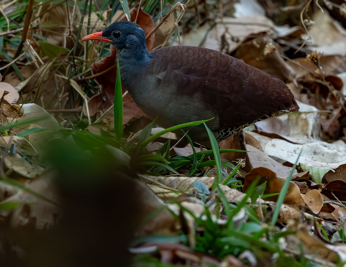 Tataupa Tinamou - ML643733135