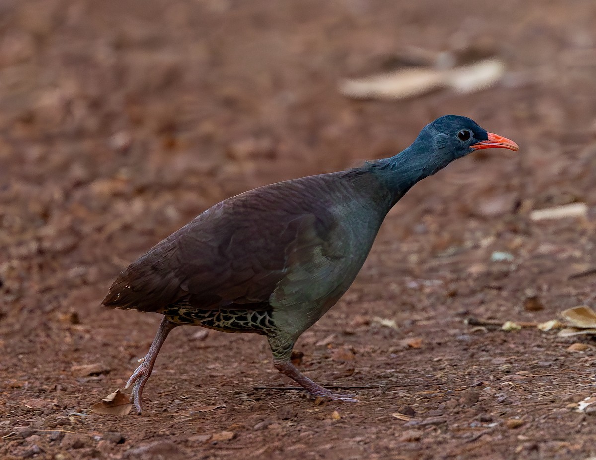 Tataupa Tinamou - ML643733136