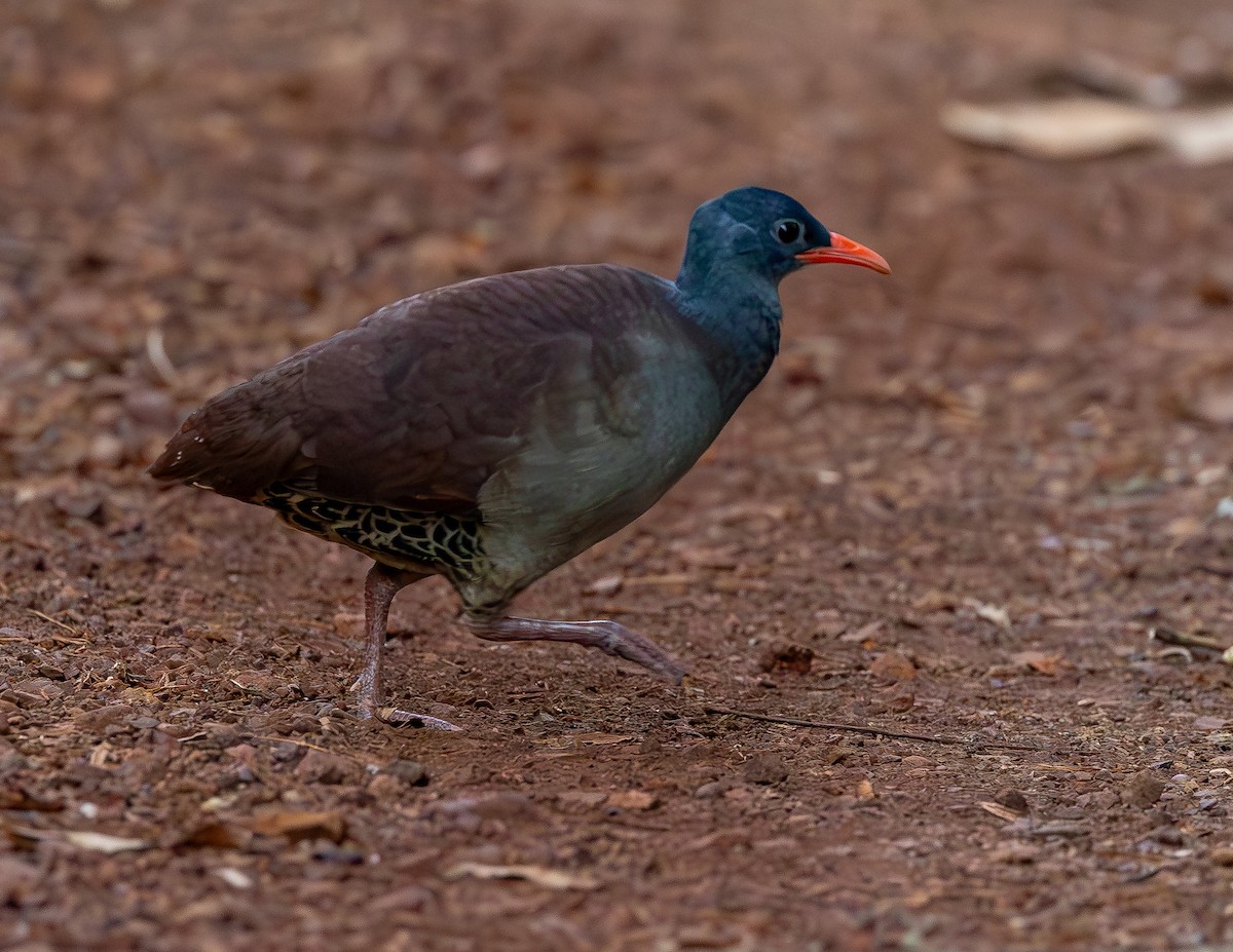 Tataupa Tinamou - ML643733137