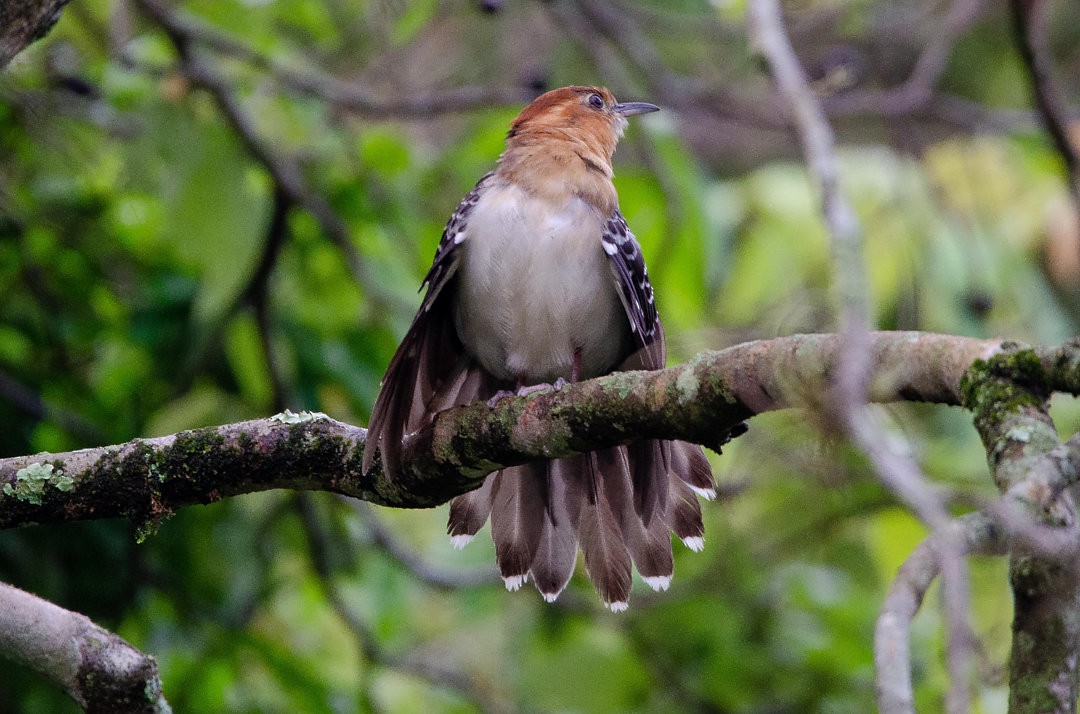 Tavus Guguğu - ML643733140