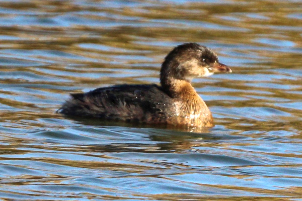 potápka americká - ML643733141