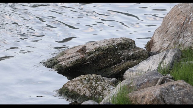 ウスベニタヒバリ - ML643733190