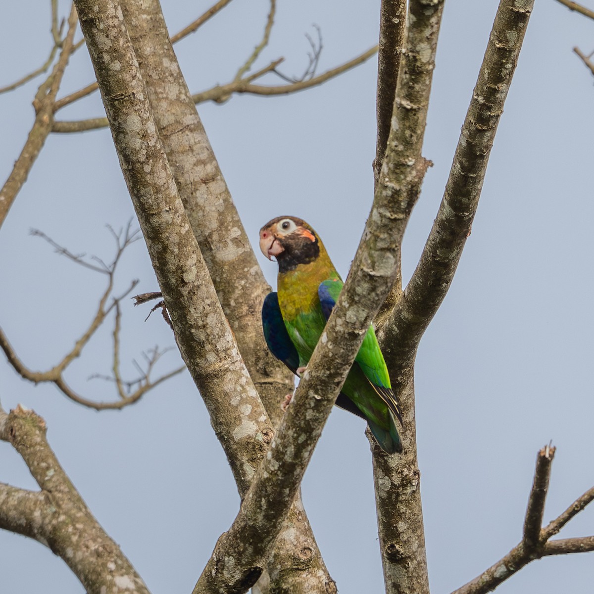 Brown-hooded Parrot - ML643733204
