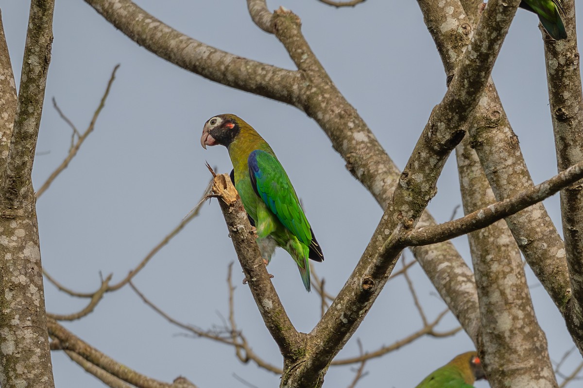 Brown-hooded Parrot - ML643733205