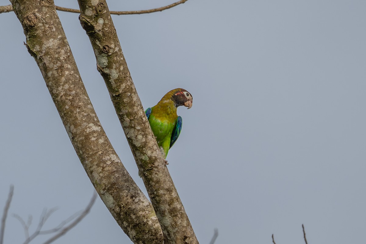 Brown-hooded Parrot - ML643733206