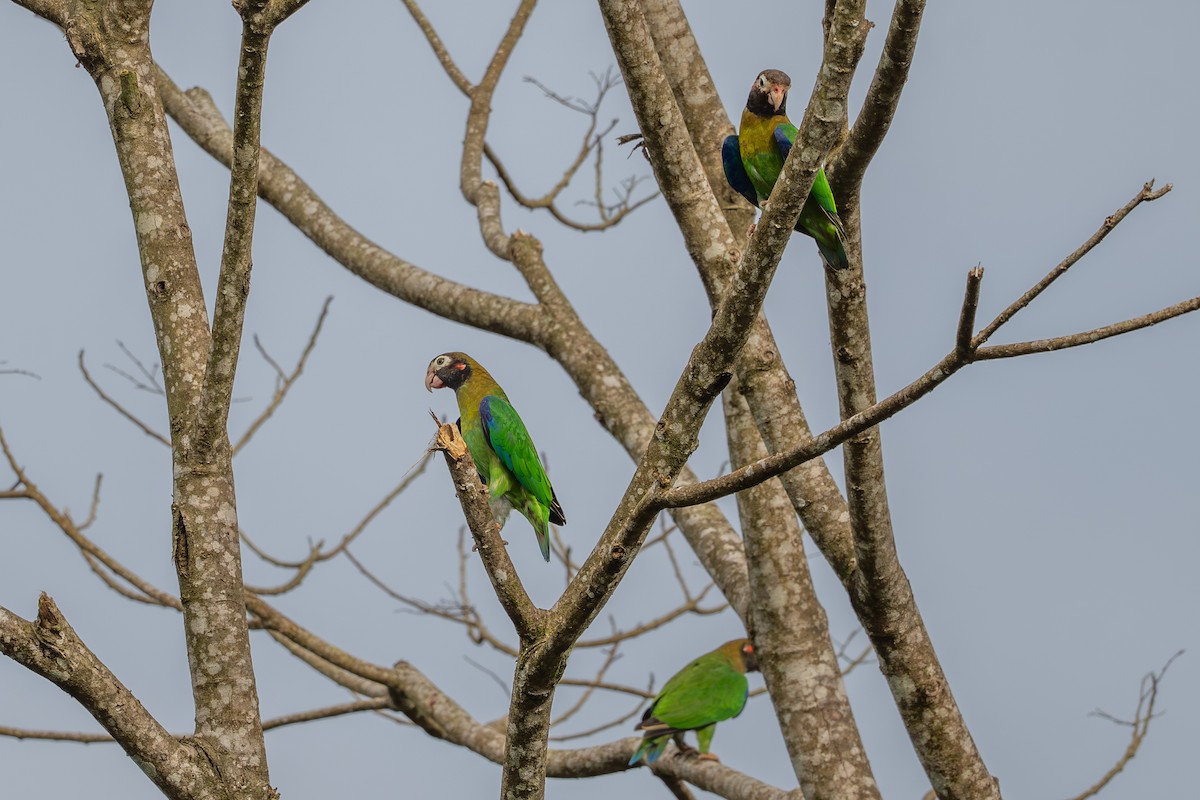 Brown-hooded Parrot - ML643733207