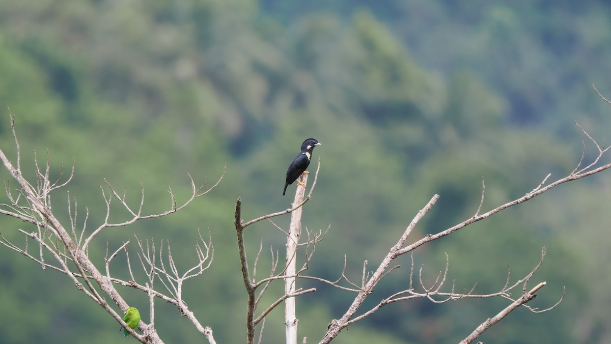 Sulawesi Myna - ML643733220
