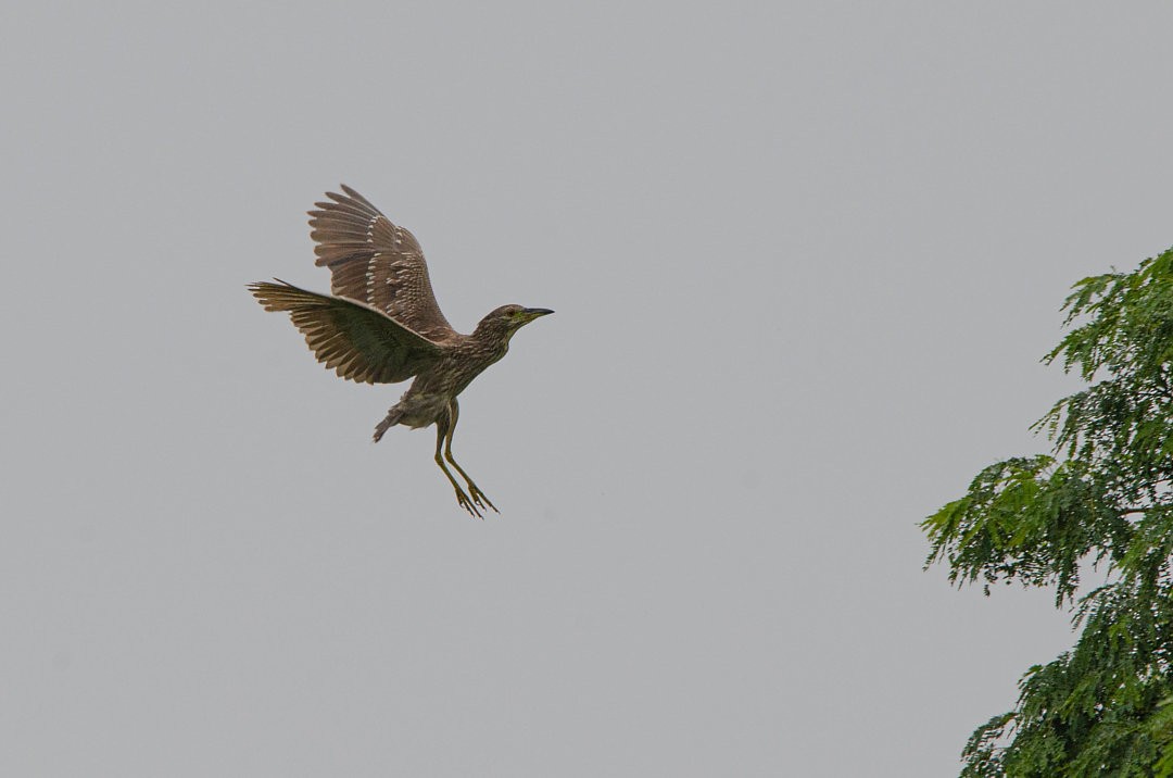 Sarı/Gece Balıkçılı - ML643733225