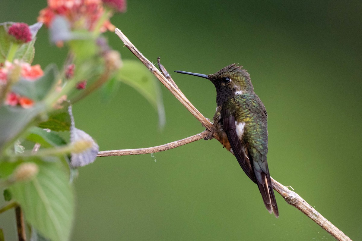 Magenta-throated Woodstar - ML643733244