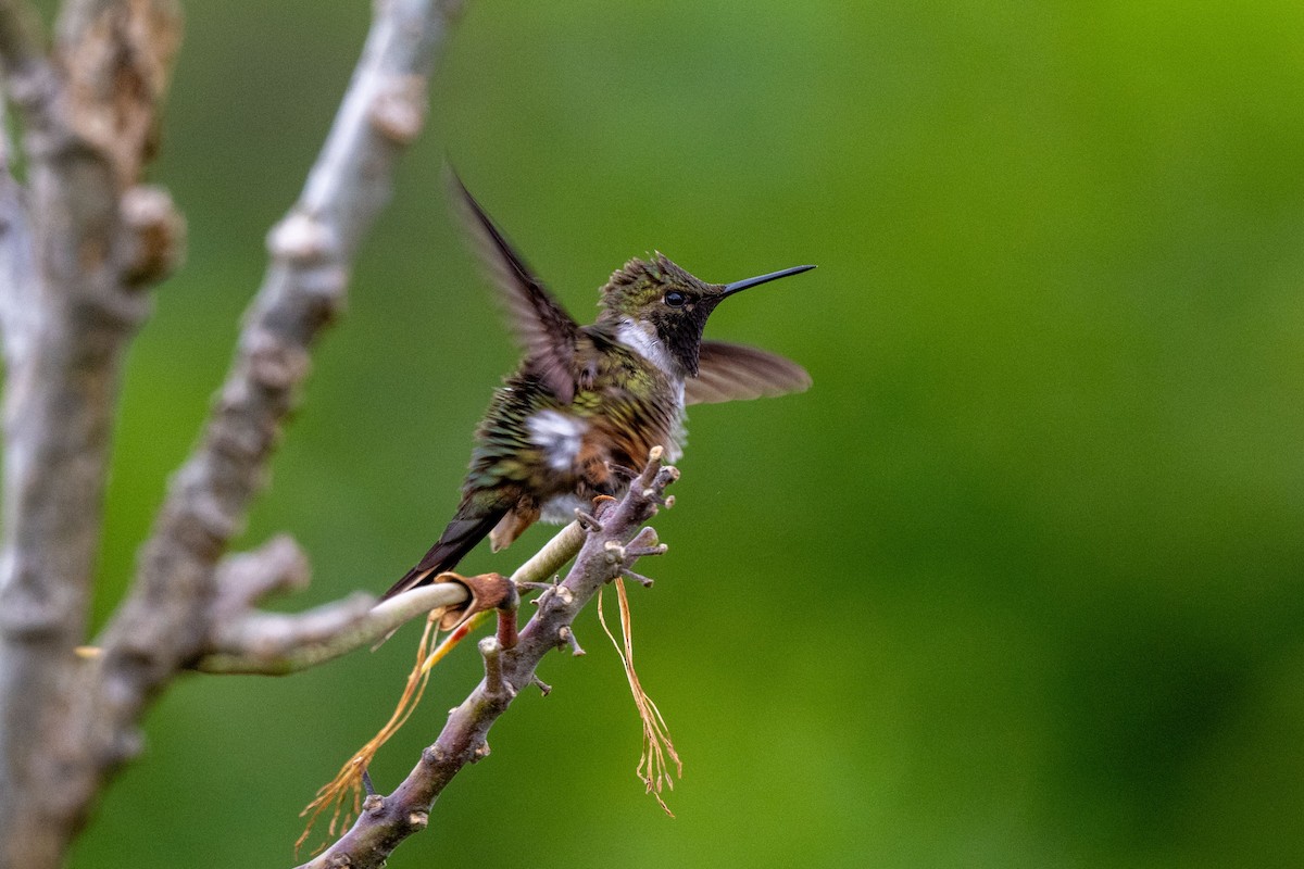 Magenta-throated Woodstar - ML643733245
