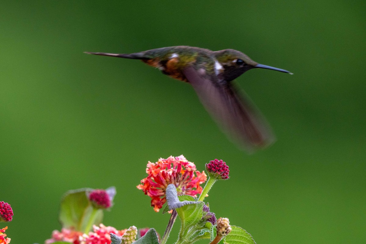 Magenta-throated Woodstar - ML643733246