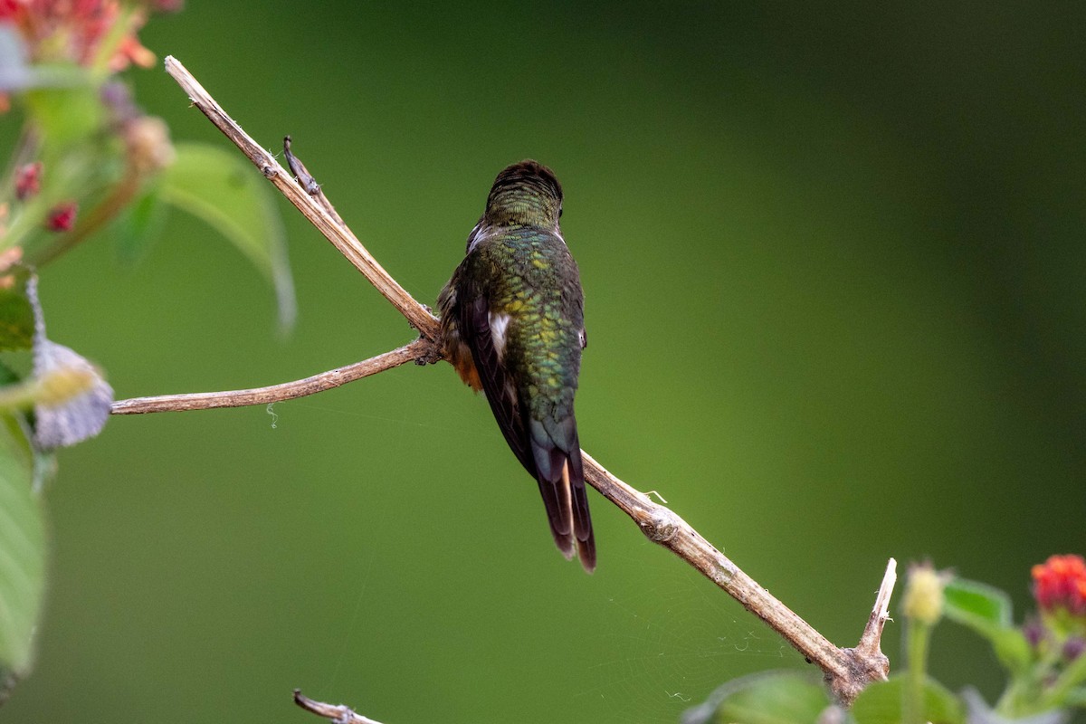 Magenta-throated Woodstar - ML643733247