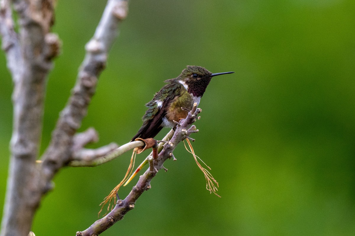 Magenta-throated Woodstar - ML643733248