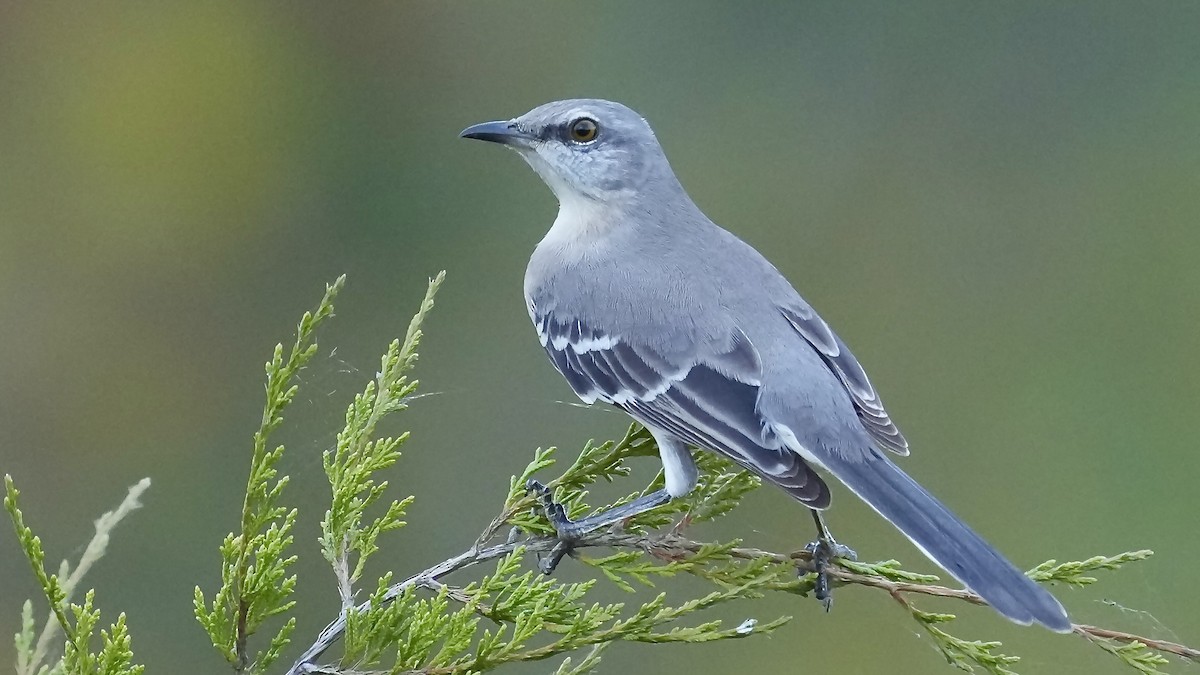 Northern Mockingbird - ML643733272