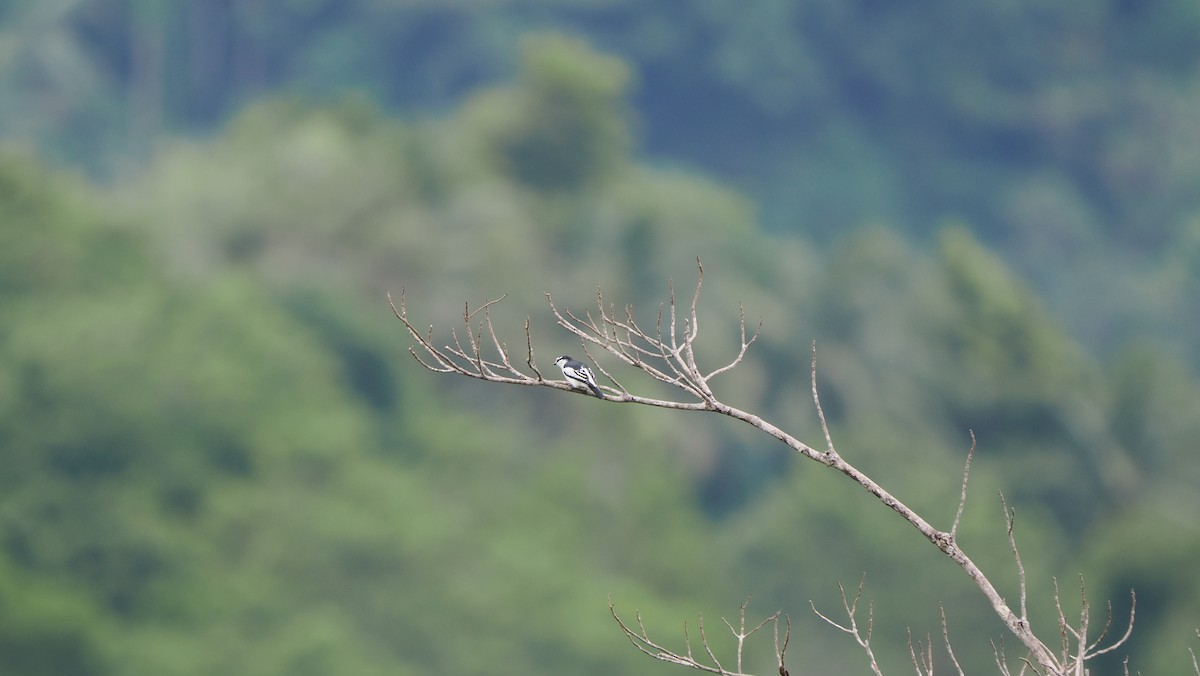 White-rumped Triller - ML643733309