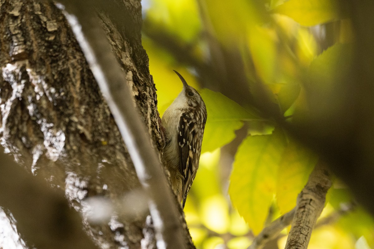 Brown Creeper - ML643733352