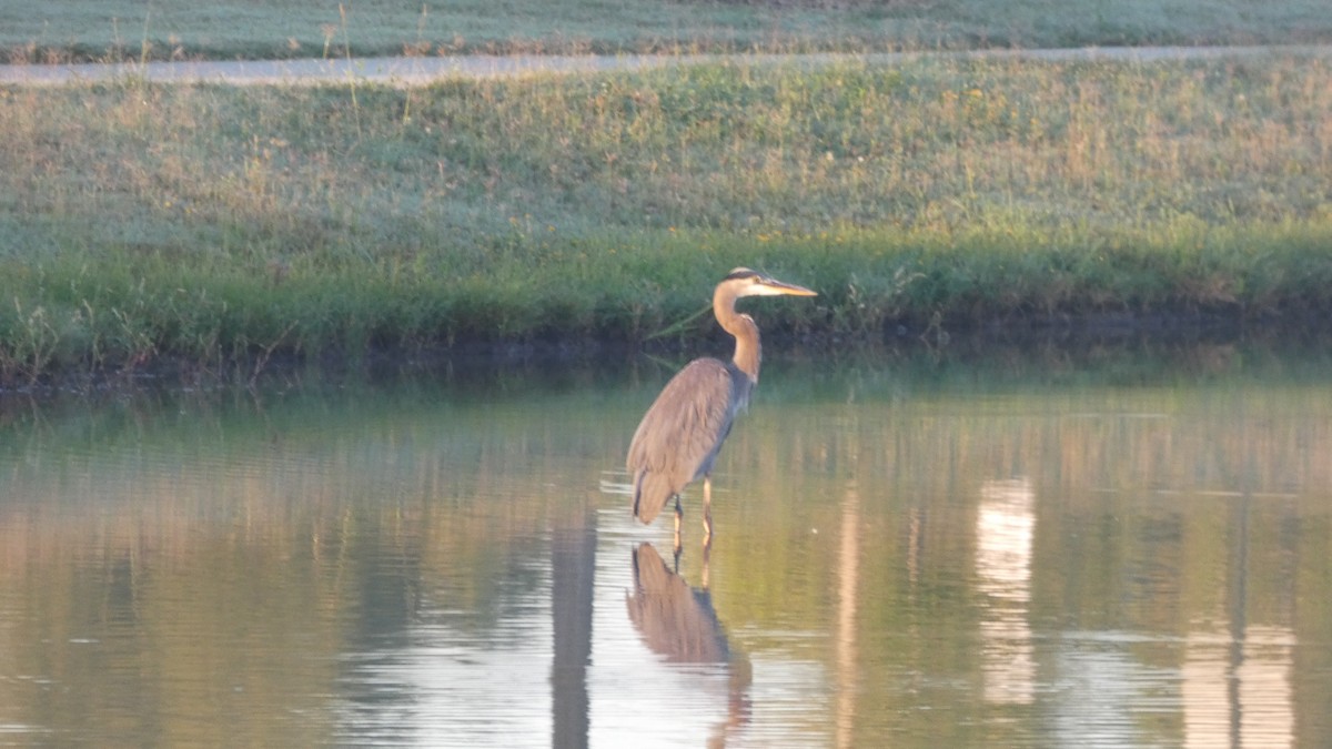 Great Blue Heron - ML643733354