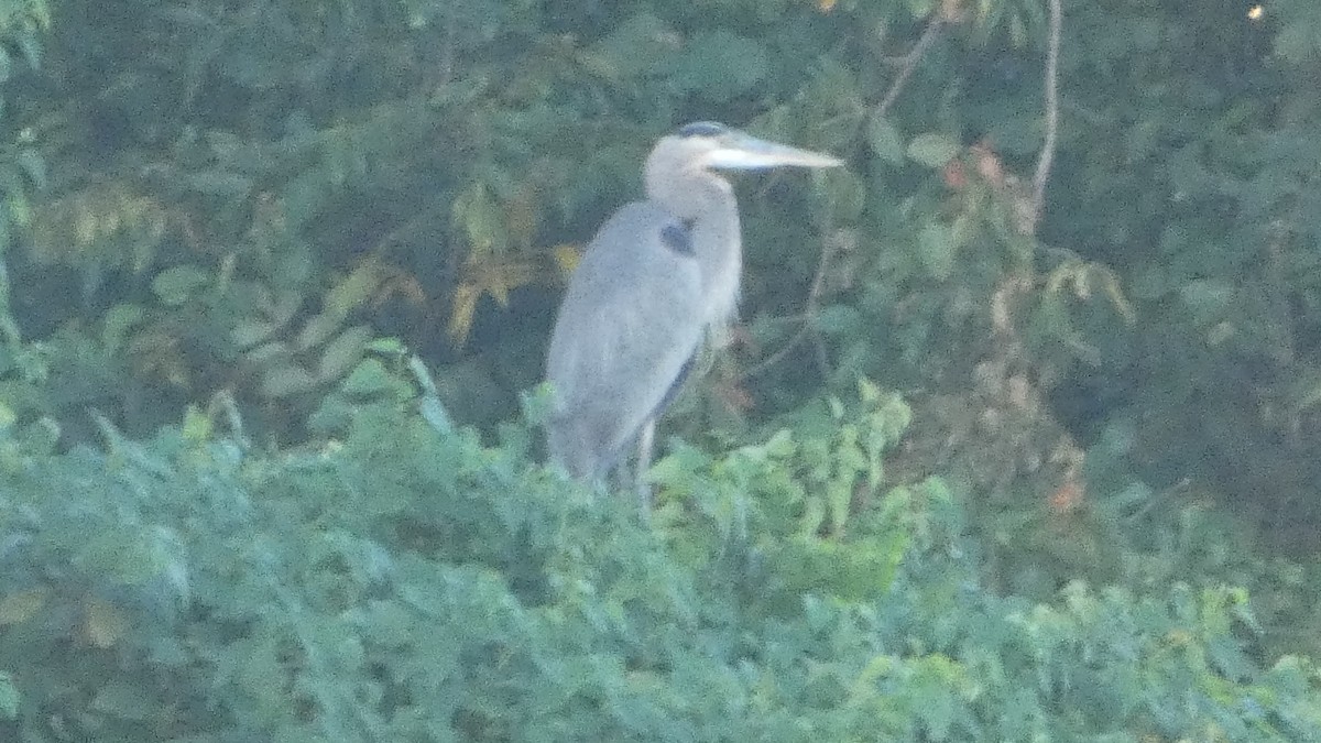Great Blue Heron - ML643733355