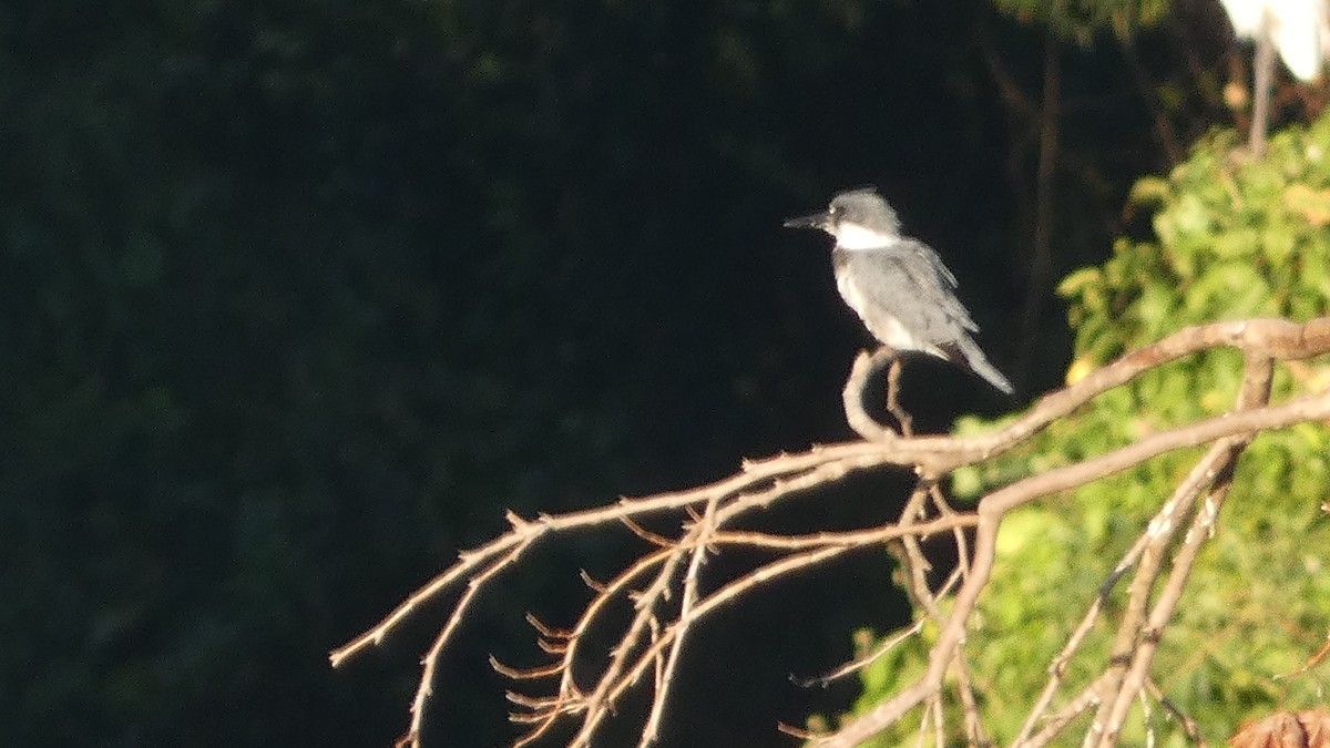 Belted Kingfisher - ML643733368