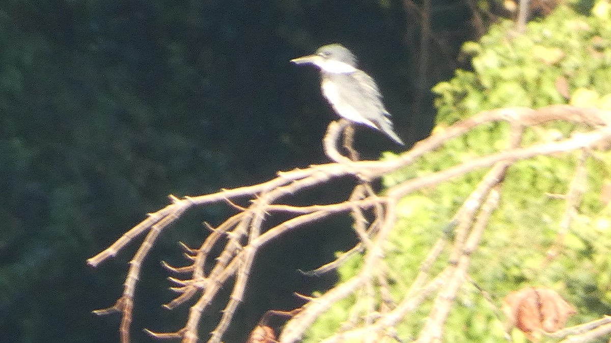 Belted Kingfisher - ML643733369