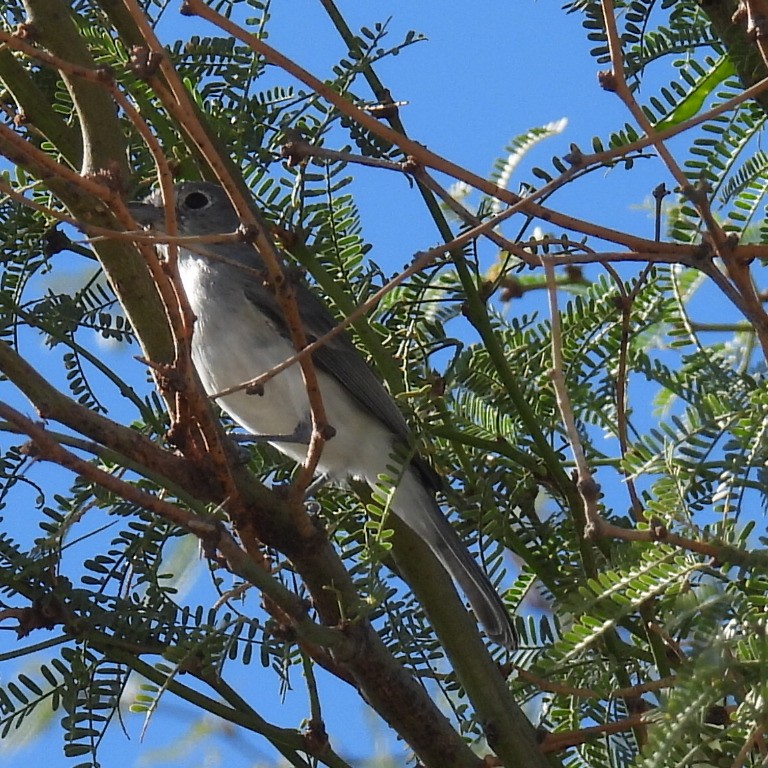 gråvireo - ML643733375