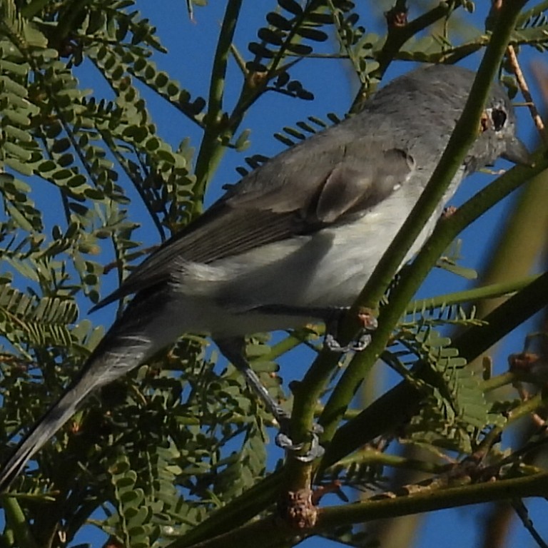 gråvireo - ML643733376