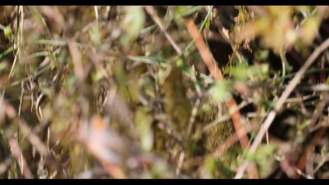 Yuhina à ventre roux - ML643733383