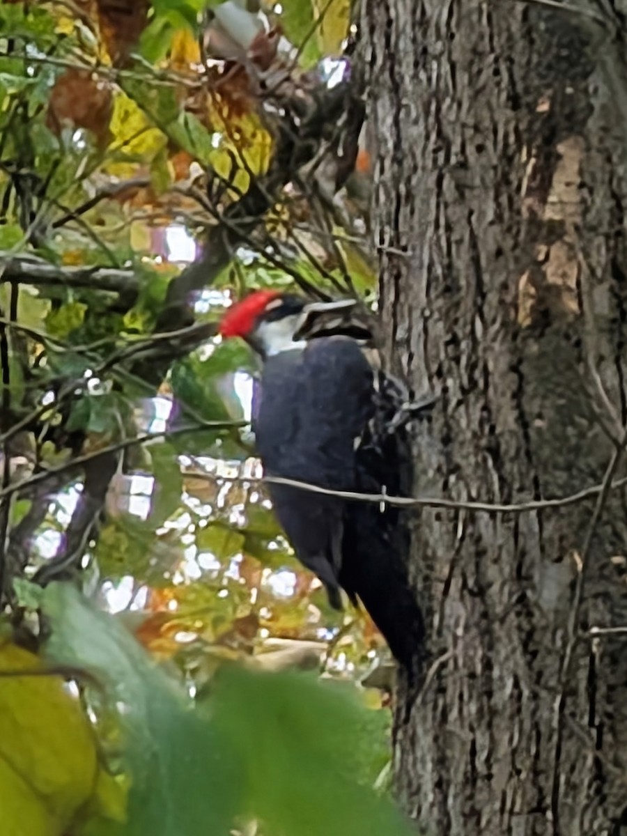 Pileated Woodpecker - ML643733392