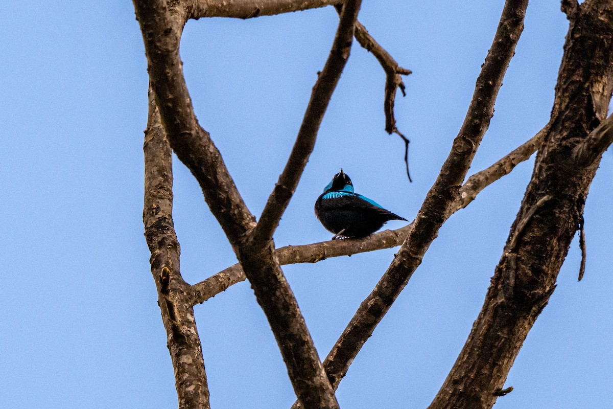 Scarlet-thighed Dacnis - ML643733396