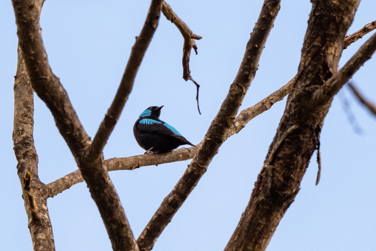 Scarlet-thighed Dacnis - ML643733397