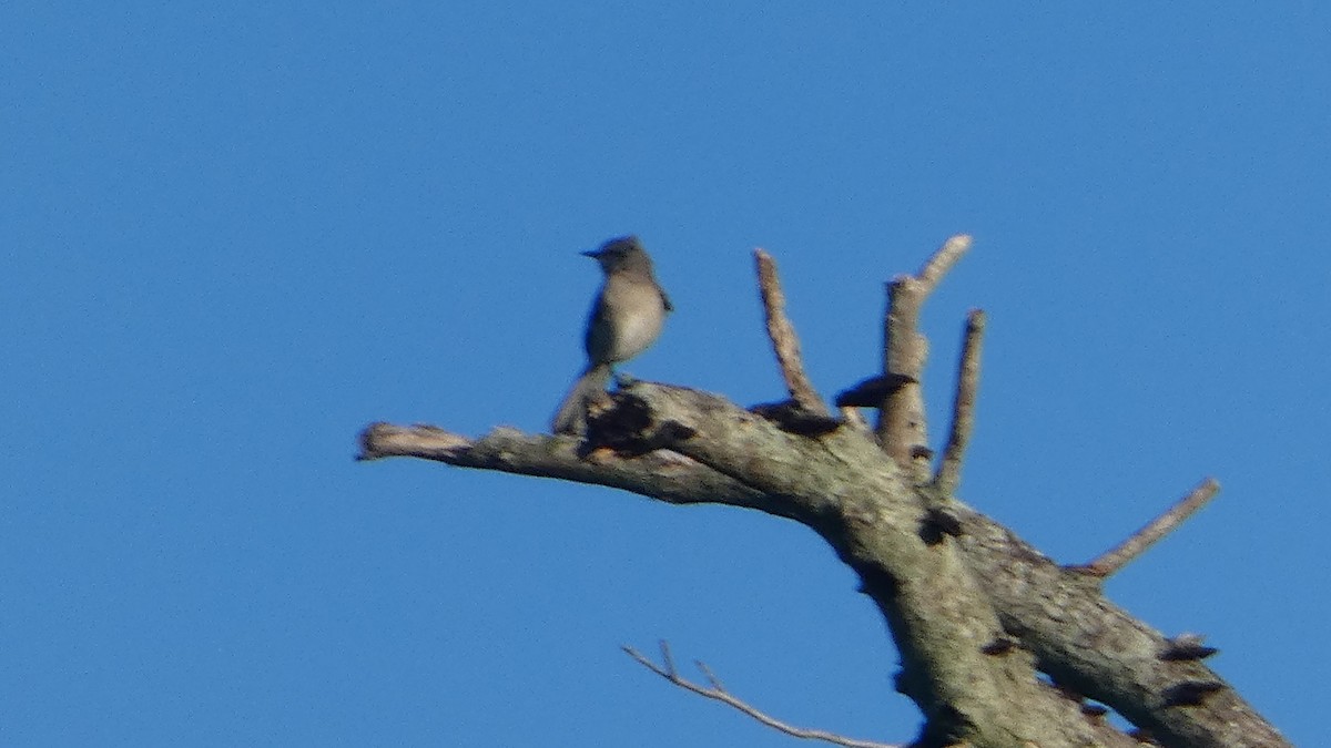 Northern Mockingbird - ML643733398