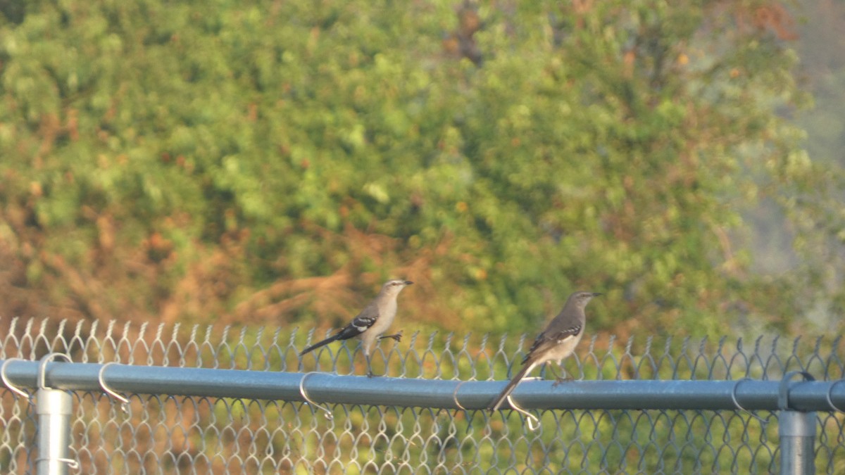 Northern Mockingbird - ML643733399