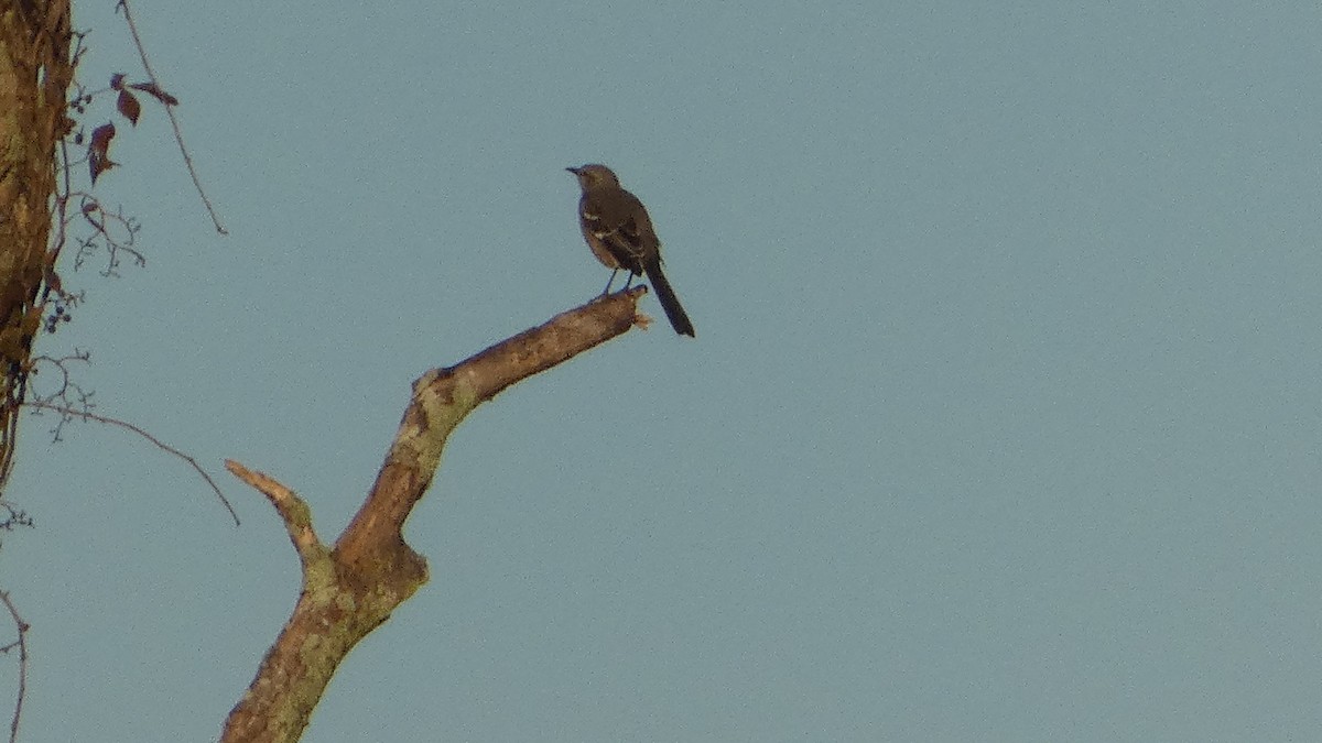 Northern Mockingbird - ML643733400